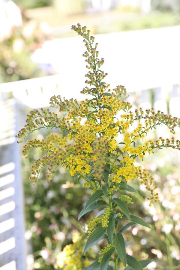 An English Garden Dennisport Exterior photo