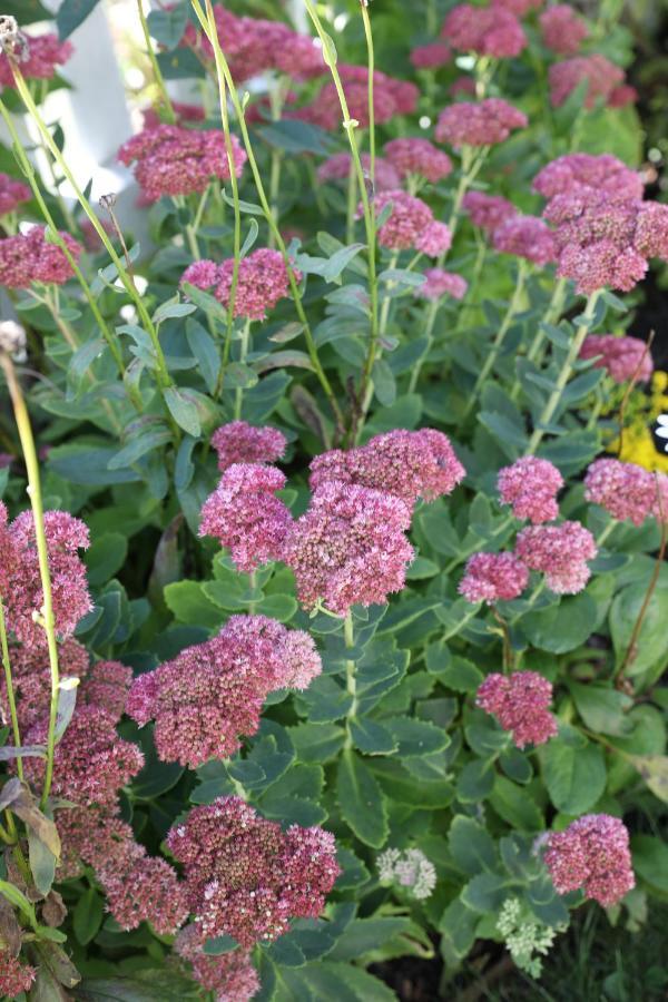 An English Garden Dennisport Exterior photo